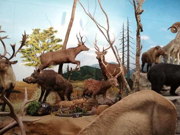 Ein Vitrine voller präparierter Tiere wie Hirsche und Elche mit einem Hintergrund aus Bäumen, Bergen und einem klaren blauen Himmel.