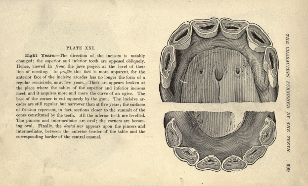 Ein altes Buch mit einer detaillierten, lebensechten Zeichnung eines Zahns auf seiner Seite, umgeben von Text.