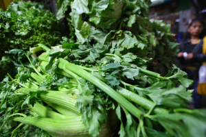 Ein Bund Sellerie auf einem Tisch mit zwei Personen rechts daneben, Hintergrund unscharf.