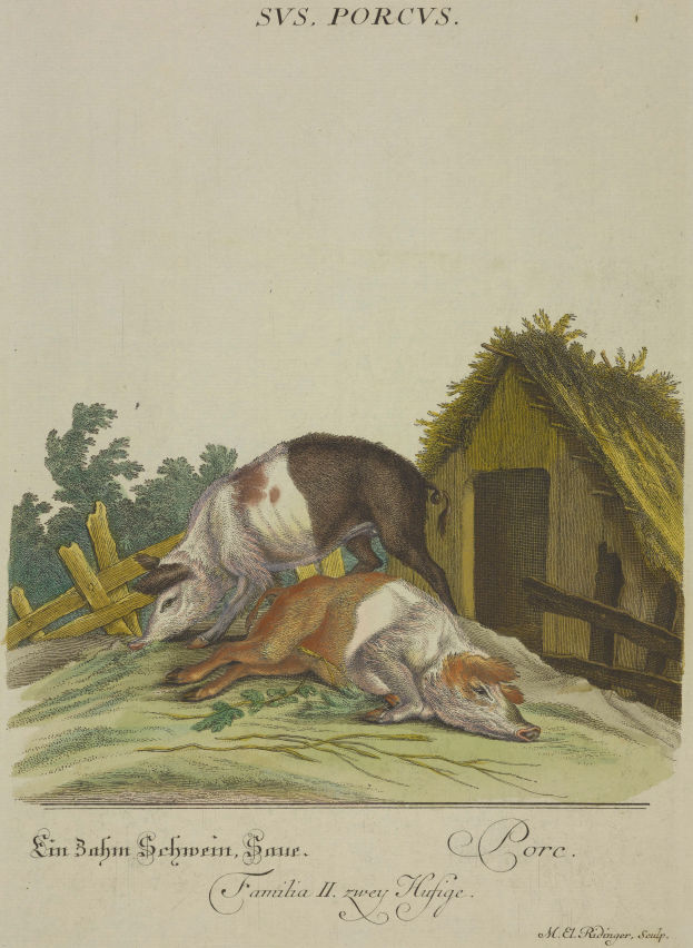 Zwei Schweine auf einer Wiese mit einem Stall, Bäumen und einem Holzzaun im Hintergrund, mit Text am unteren Rand des Bildes.