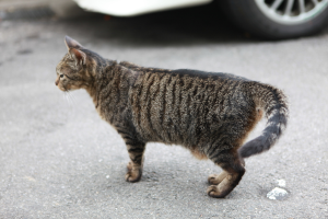 Eine Katze ist in der Mitte des Bildes mit einem Auto oben.