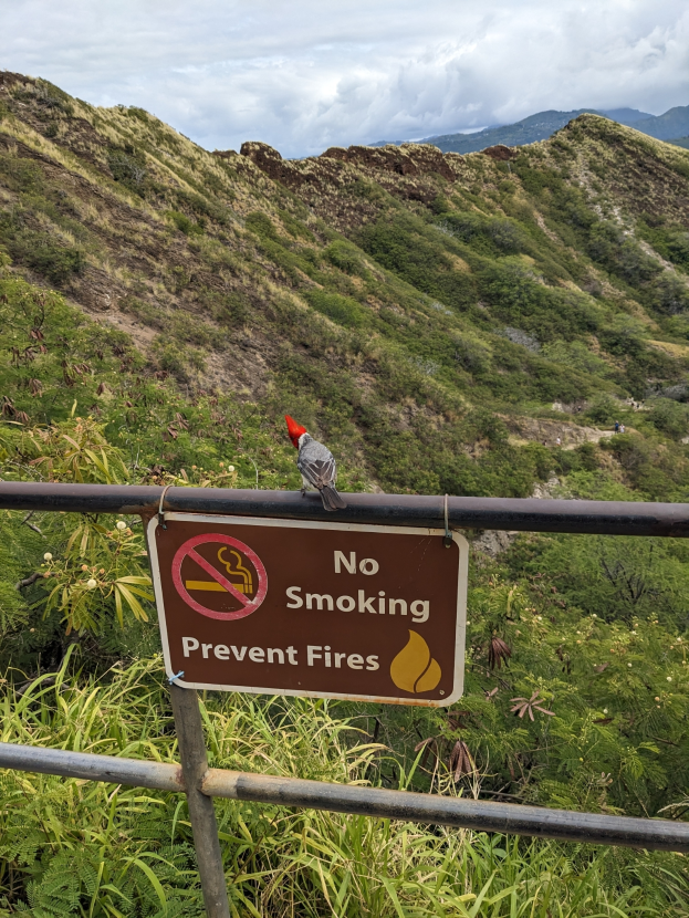Ein Vogel sitzt auf einem Metallzaun mit einer 'Rauchen Verboten, Brände Vermeiden'-Schilder, vor einem Hintergrund aus grünen Pflanzen, Hügeln und einem blauen Himmel.