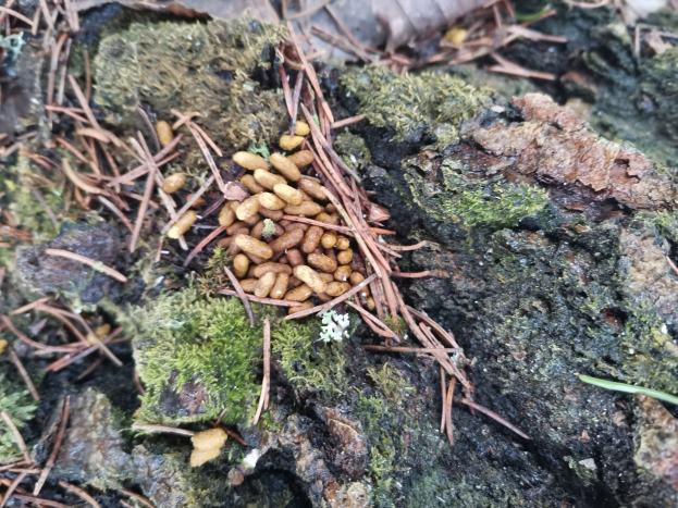 Nahaufnahme eines Baumstamms in einem Waldgebiet mit Nüssen auf seiner Rinde, umgeben von Gras, trockenen Blättern und Zweigen.