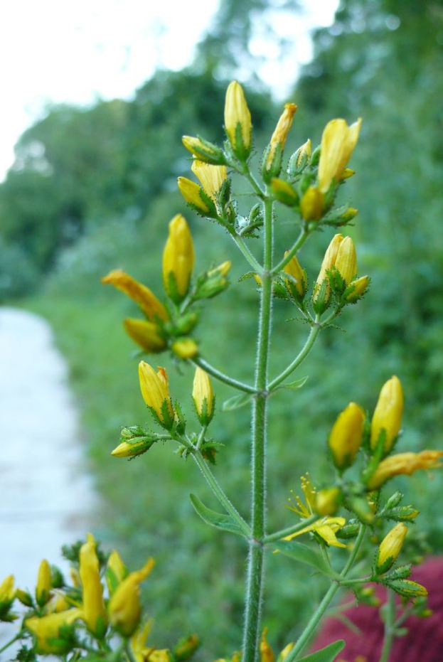 Ein Pflanzenstängel mit Knospen und Blättern, mit Bäumen und einem klaren Himmel im Hintergrund.