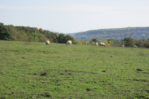 FW-DE: Schafe im Teich feststecken - Tierrettung in Breckerfeld