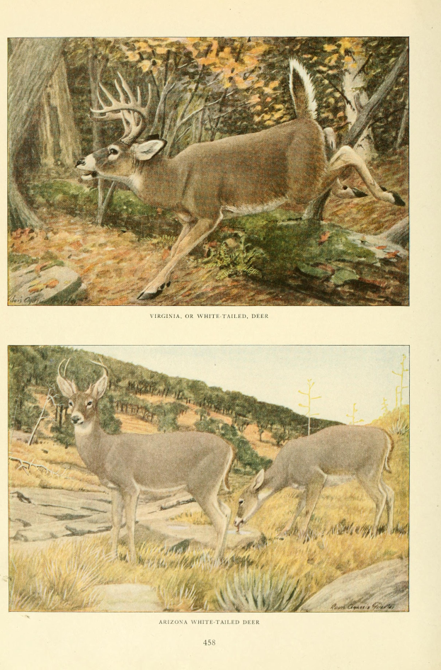 Zwei Hirsche in einem bewaldeten Gebiet mit Bäumen und Gras, mit Text am unteren Bildrand.