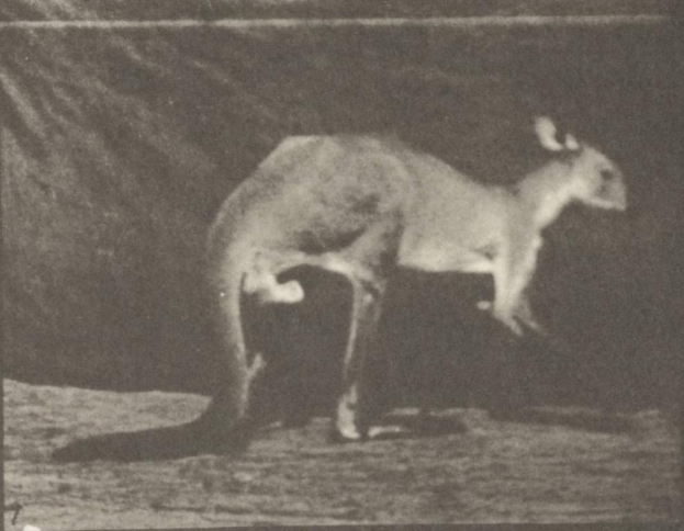 Ein Schwarz-Weiß-Foto eines Kängurus, das auf dem Boden steht, mit einem schwarzen Hintergrund dahinter.