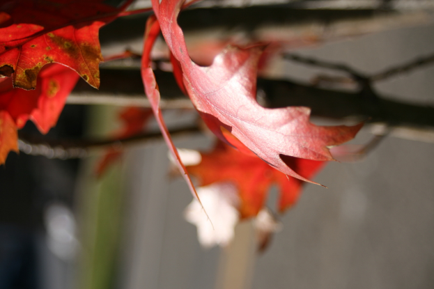 Trockene Blätter und Zweige auf dem Boden mit Pflanzen und Bäumen im Hintergrund.
