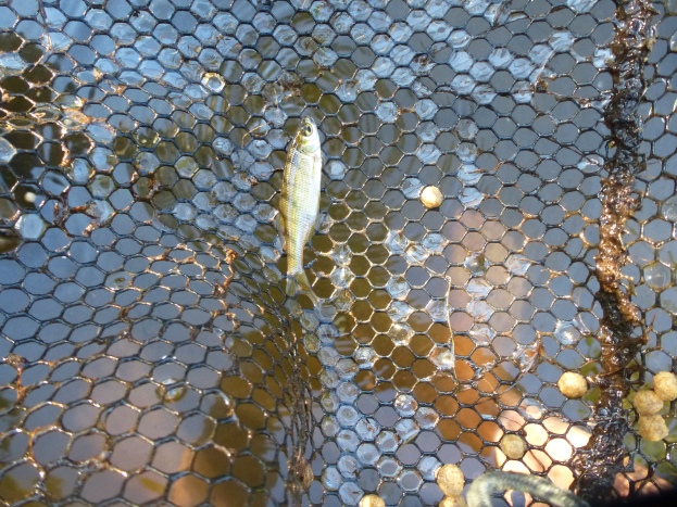 Ein kleiner Fisch, der in einem teilweise untergetauchten Netz schwimmt.