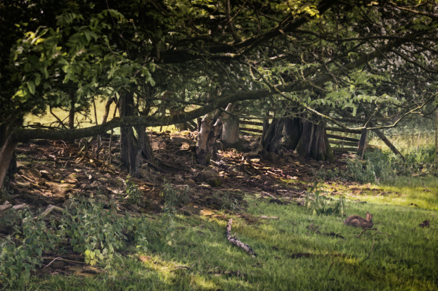 Eine von Gras, Pflanzen und Bäumen dicht bewachsene Landschaft.