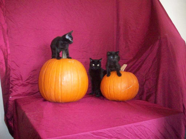 Zwei Kürbisse mit je einem Katzenpaar darauf und eine dritte Katze davor, mit einem pinken Tuch im Hintergrund.