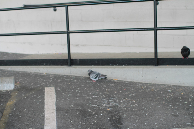 Zwei Tauben, eine steht auf der Straße und die andere auf einem Zaun, mit einer Wand im Hintergrund.