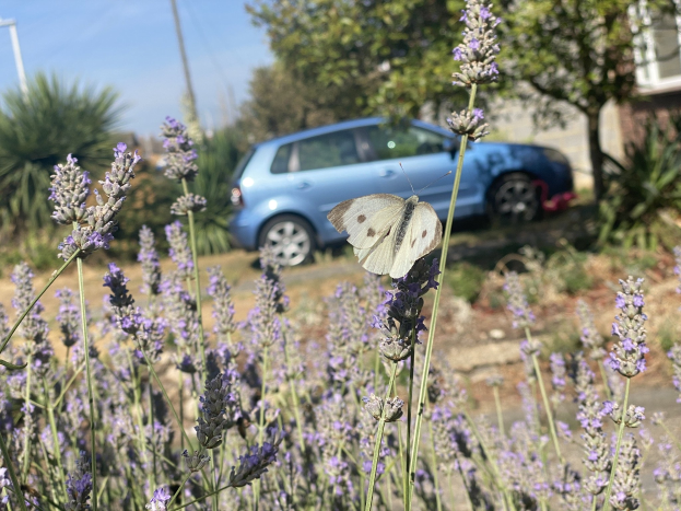 Ein blaues Auto, das vor einem Lavendelfeld mit einer weißen Schmetterling auf einer Blume, Bäumen, Pfählen und einem unscharfen Gebäude im Hintergrund geparkt ist.