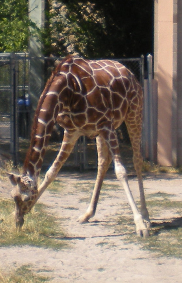 Eine Giraffe steht und isst Gras auf dem Boden mit einem Zaun, Pfahl und Bäumen im Hintergrund.