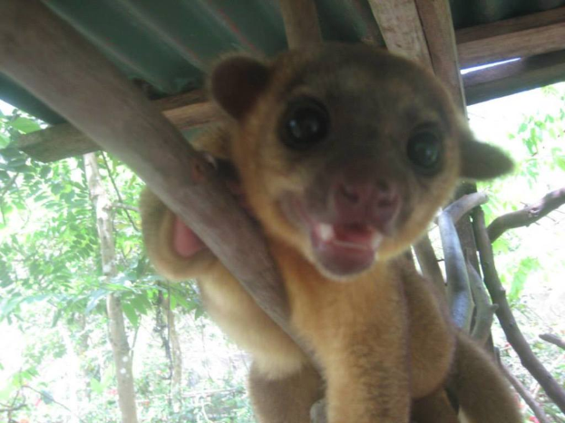 Ein Tier steht in der Mitte des Bildes, mit Bäumen im Hintergrund und einer Hütte oben.