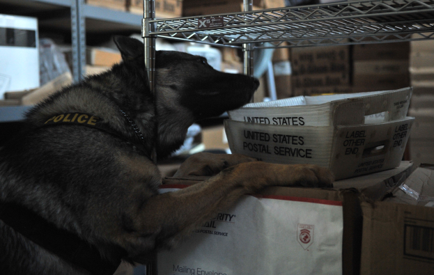Ein schwarzer und brauner Polizei-Hund liegt auf einem Stapel Kisten in einem Lager umgeben von Kartonagen auf Regalen.