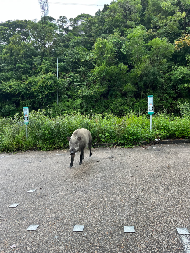 Ein Wildschwein überquert einen Parkplatz neben einem Wald, umgeben von Bäumen und Pflanzen im Hintergrund.