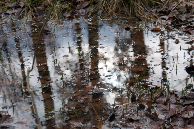 Wasser mit Pflanzen, Blättern und Blasen auf der Oberfläche.