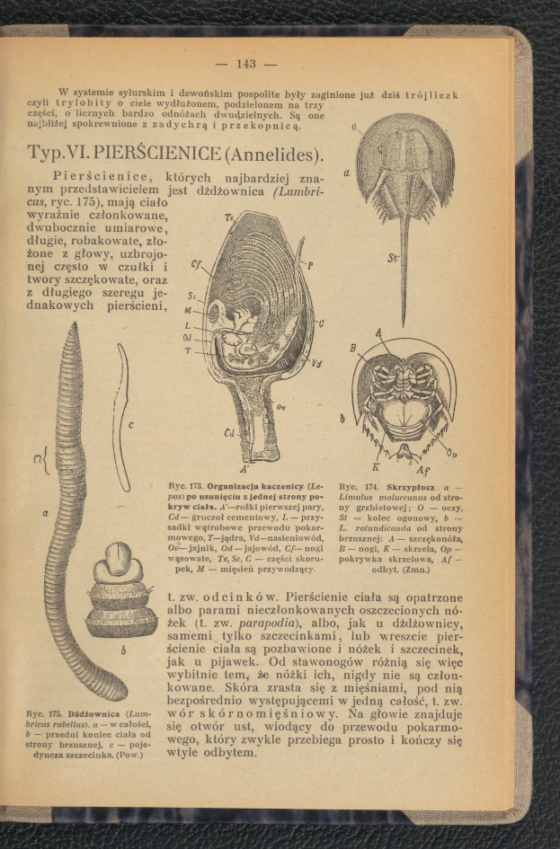 Ein aufgeschlagenes Buch mit einer Zeichnung einer Made auf der Seite, das auf einer Oberfläche liegt und Bilder und Text über die Made enthält.