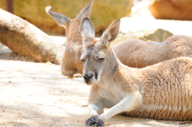 Eine Gruppe von Rehen sitzt auf sandigem Boden mit unscharfen Objekten im Hintergrund.