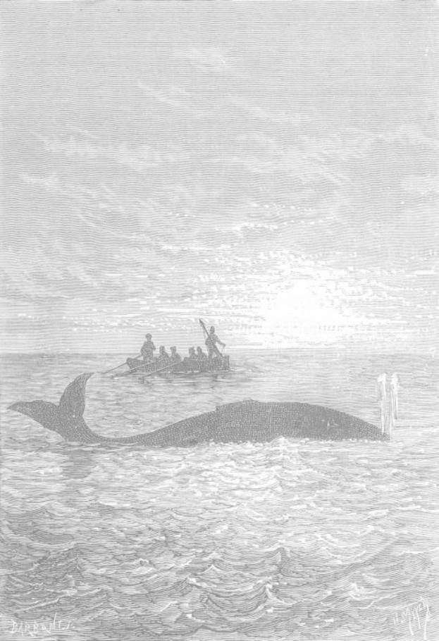 Schwarz-weiß-Illustration eines Buckelwals, der im Meer schwimmt, mit einem Boot im Hintergrund, betitelt "Buckelwal von William Hogarth" unten.